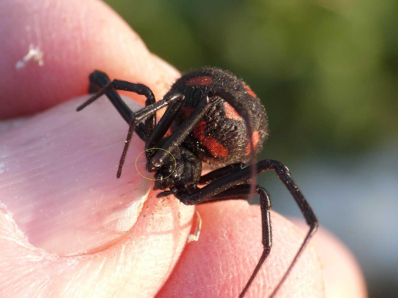 Latrodectus nel Lazio